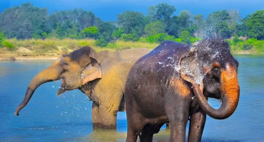 Nepal Wild Nature Tour Package