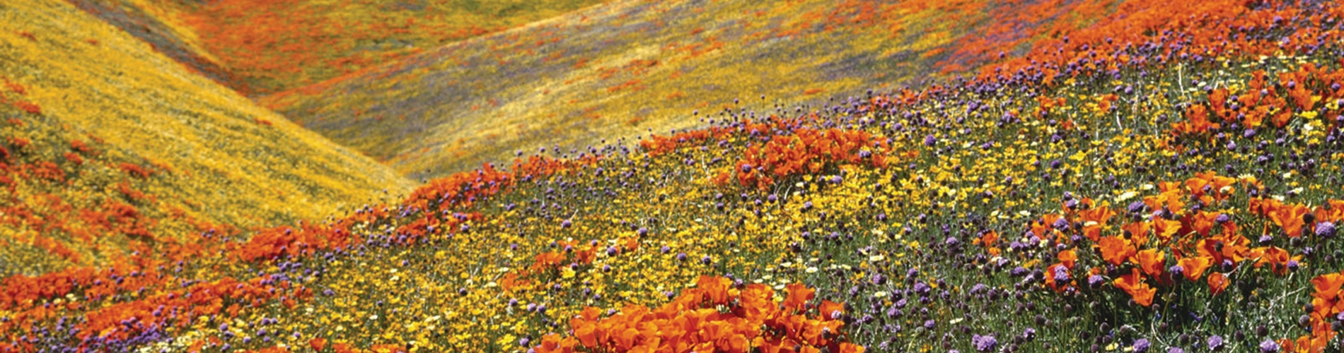 Valley of Flowers Hemkund Sahib Tour