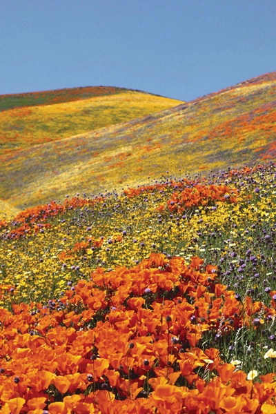 Valley of Flowers Hemkund Sahib Tour