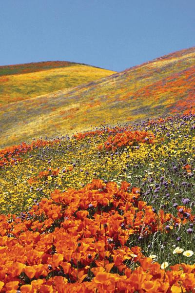 Valley of Flowers Hemkund Sahib Tour