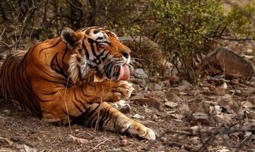 Nepal Wild Nature Tour Package