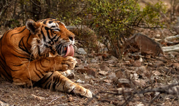 Nepal Wild Nature Tour Package