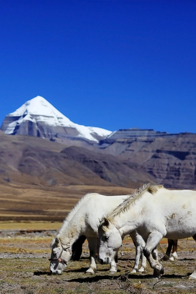 Kailash Mansarovar Yatra: Free Provisional Registration