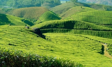 Amazing Munnar Tour