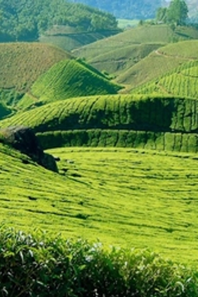 Amazing Munnar Tour