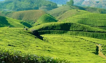 Amazing Munnar Tour