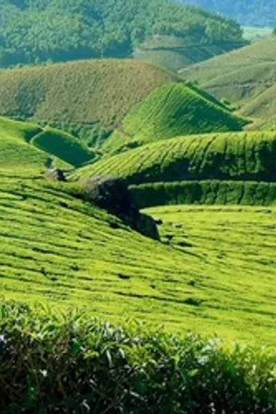 Amazing Munnar Tour