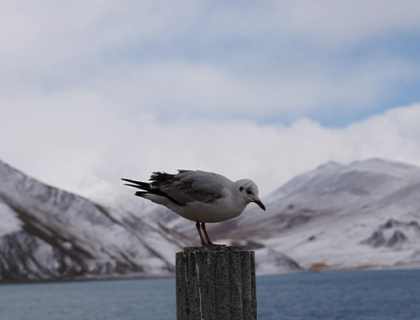 Bird view at Yamdrok Lake Bird view at Yamdrok Lake