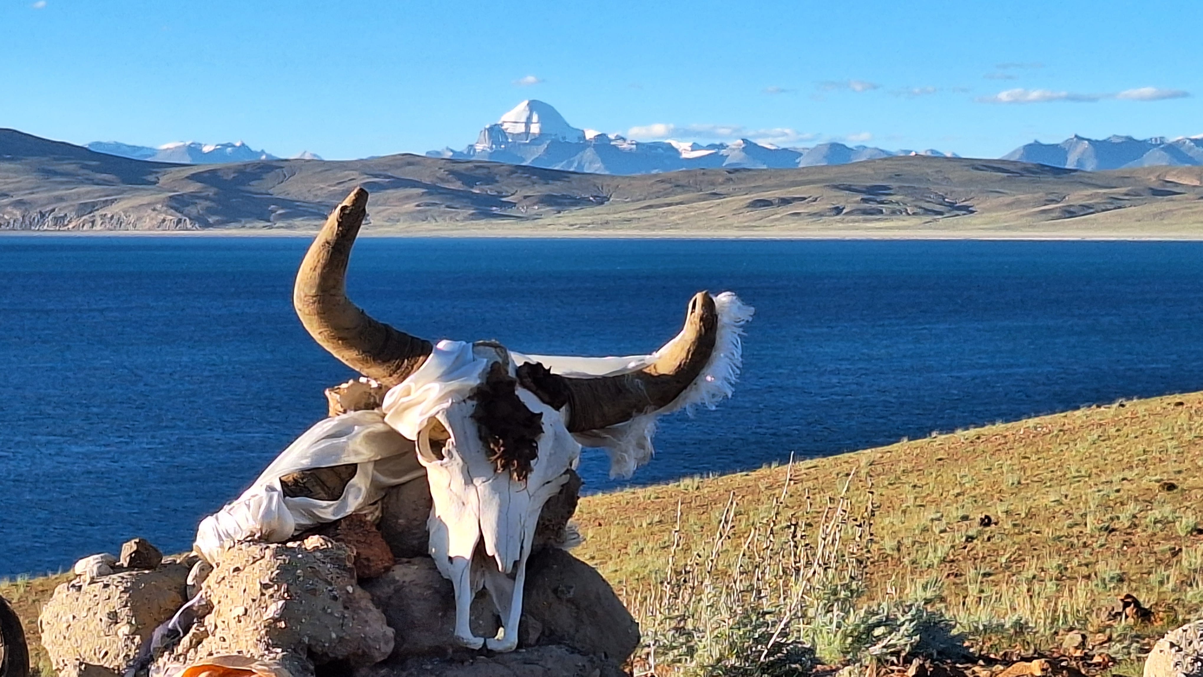 Sacred Yak Skull Near Mansarovar